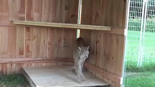 Max Canada Lynx Corner Cubby