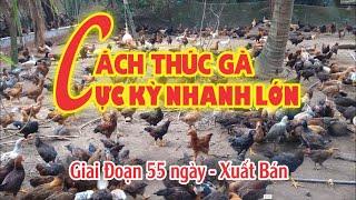 Cách thúc gà cực kỳ nhanh lớn giai đoạn 55 ngày đến khi xuất bán