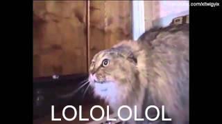 LOL Cat [No No No Cat] - Funny Subtitled Version