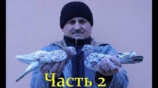 Бакинские бойные голуби .Племенные голуби - Часть 2 /Baku pigeon (Vitalie Stirbu / Кишинёв, Молдова)