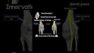 Innervation of the knee relevant to Knee Replacement Surgery