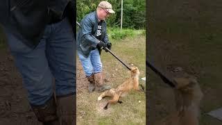 Trapper Releases Fox Unharmed! #easterncoyote #hunting #fox #catch #release