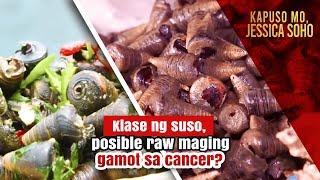 Klase ng suso, posible raw maging gamot sa cancer? | Kapuso Mo, Jessica Soho