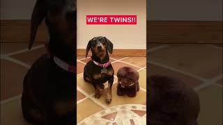 HELLO! WE’RE TWINS!  #tiktok #youtubeshorts #fyp #tiktokviral #shorts #we’retwins #lovegrows