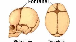 Baby's soft spots (fontanels)