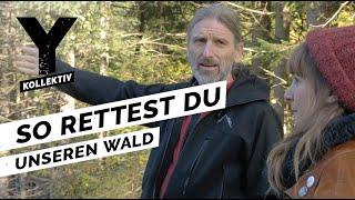 Bäume pflanzen für die Umwelt - So kannst Du unseren Wald retten