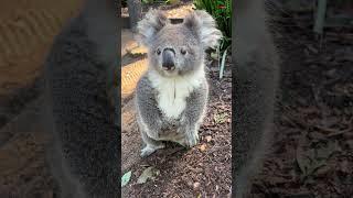 Have you seen a koala STANDING before?