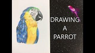 Drawing A Parrot | Prismacolor Premium | Nicktasticartworks