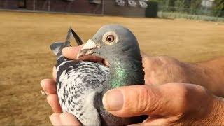 $1.4 Million Champion Racing Pigeon | Armando the 'Lionel Messi' of Racing Birds