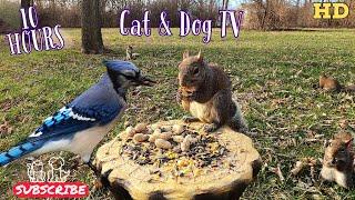 10-Hour Dog & Cat TV  | Squirrels, Bluejays, Cardinals, Chickadees & Titmice | 