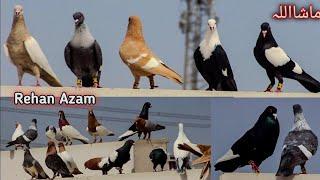 World Most Beautiful Fancy Pigeon | Hajji Mosa King | The King Of Pigeon | Kabootar