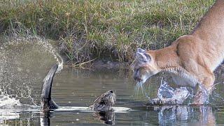 This RODENT will fight back even a Cougar and a Bear! Beaver is the owner of ponds!