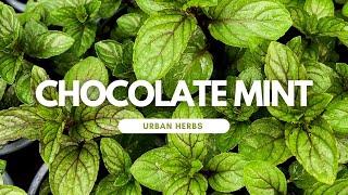 Master the Art of Growing Chocolate Mint Herb: Expert Tips