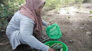 panan tomat dan timun||semua sudah merah