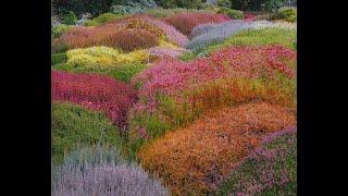 Heaths and Heathers what is the difference?/Garden Style nw