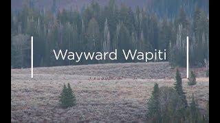 Extreme Outer Limits “Wayward Wapiti” Season 12 Ep 7 - WYOMING ELK HUNTING