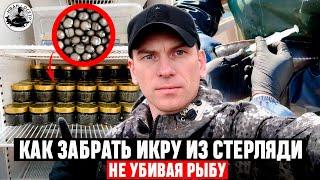 Как получить икру из СТЕРЛЯДИ, не УБИВАЯ РЫБУ.