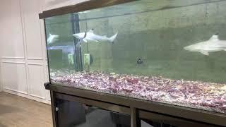 Shark at aquarium eating catfish