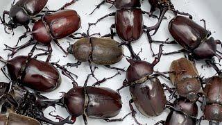 Beetle Festa 2021 A large number of Japanese rhinoceros beetles [Beetle and stag beetle]