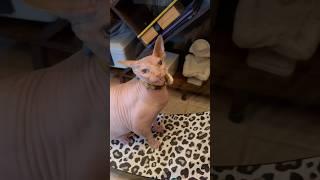 Sphynx Cats Demand Attention