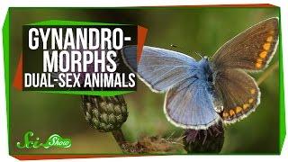 Gynandromorphs: Dual-Sex Animals