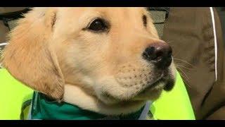 Cachorros de carabineros tuvieron su primer día de clases