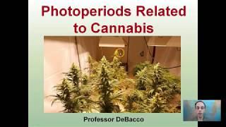 Photoperiod Related to Cannabis