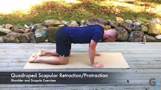 Quadruped Scapular Retraction and Protraction - Exercise Demonstration