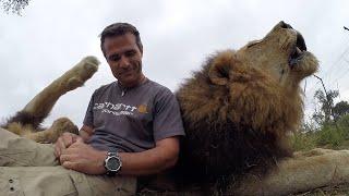 Best Lion Roars! | The Lion Whisperer