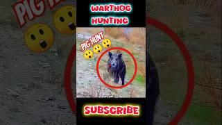 Pig hunting  #shorts #hunting #viral