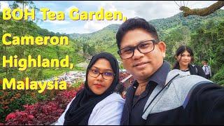 Exploring the BOH Tea Garden: A Scenic Escape in Cameron Highlands, Malaysia 