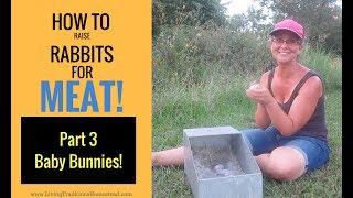 How To Raise Rabbits for Meat: Part 3 Caring for Baby Bunnies