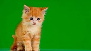cat green screen | No Copyright ©️ | green screen videos