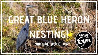 How to Find Great Blue Heron Nests! || Nature Note #5