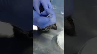 Вскрытие абсцесса у кота( Lancing an abscess in a cat)