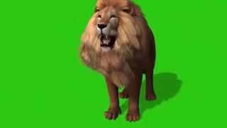 Green screen video   / of lion