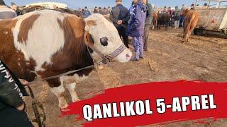 5-АПРЕЛЬ/2023/ҚАНЛЫКОЛ МАЛ БАЗАРЫ/СКОТНЫЙ РЫНОК/BUQALAR/BIG BULLS IN THE WORLD/BIG COW