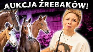 KUPIMY ŹREBAKA?  | Aukcja źrebaków w Baborówku  | Stacja kąpieli koni 