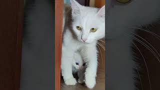 Mommy cat I'm going for a walk. White kitten 2