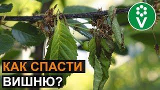 Что делать, если вишня сохнет после цветения?