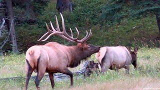 Awesome Bull Elk Herding Bugling and Chuckling During the Rut