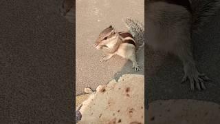 Pretty Indian Palm squirrel ️