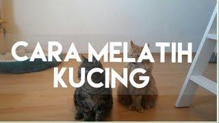 CARA MELATIH KUCING | MY CATS DIARY #18