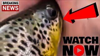 WHATCH 1 GIRL 1 TROUT, GIRL WITH TROUT VIDEO