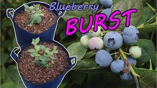 How to Grow Blueberries in Containers