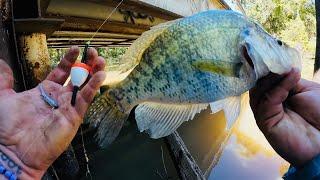 INSANE CREEK CRAPPIE FISHING FROM THE BANK WITH JIG & BOBBER‼️ OCTOBER 2024 