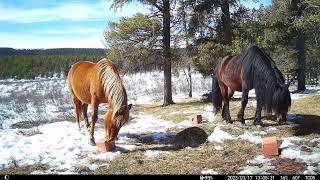 Goliath the Wild Horse an Alberta Icon