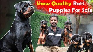 Information About Kci Quality Rottweiler | Dog Sales | puppy sales | Puppies for sales