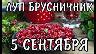 5 сентября, Луп-Брусничник: что нельзя делать, народные традиции и приметы/Народный Календарь