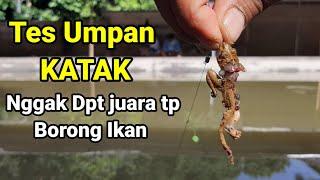 Tes Umpan Jitu Mancing Lele Bahan Katak || Auto Borong Ikan